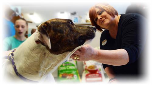Ascentra employee pets dog at Humane Society