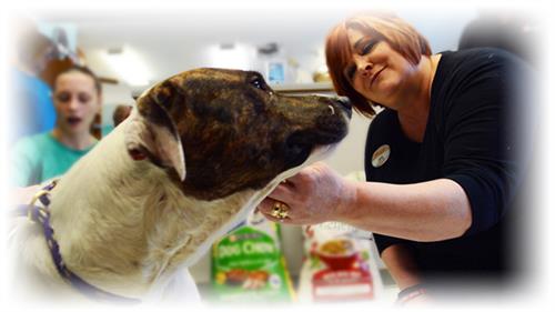 all pets veterinary clinic clinton iowa - Dante Arsenault
